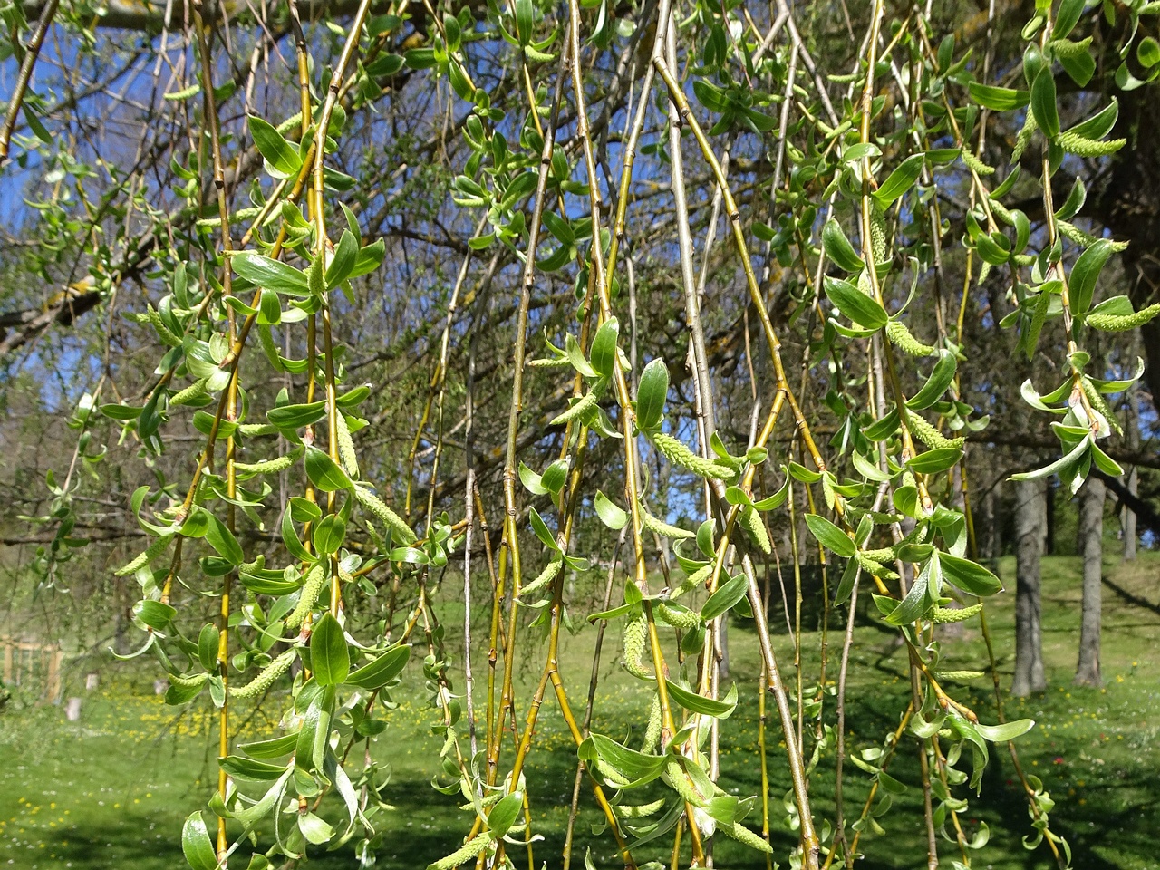 DSC07496