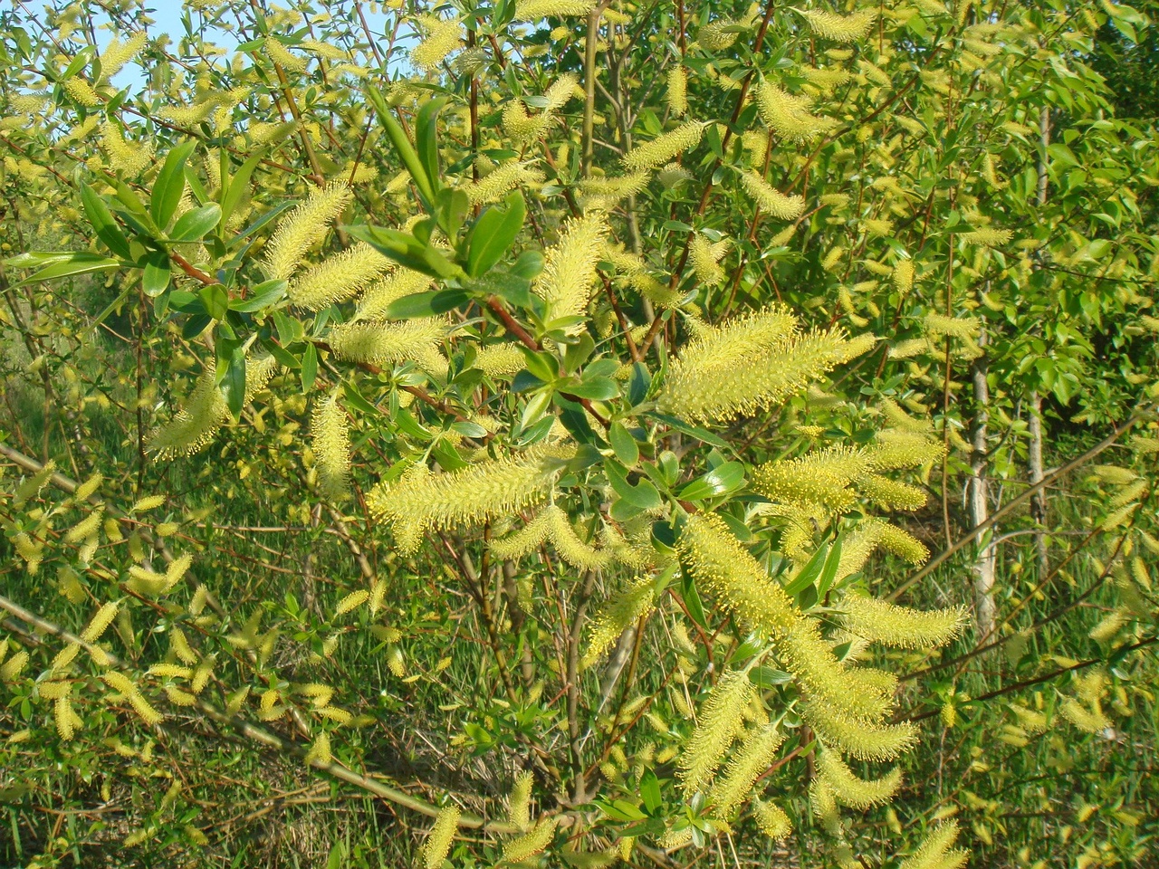 DSC00630