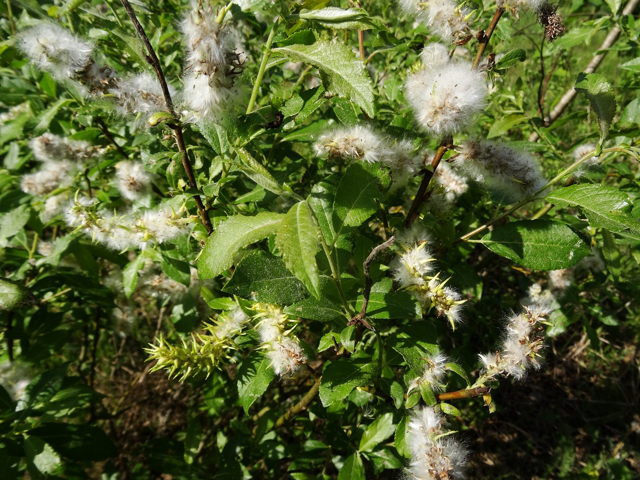 DSC00408