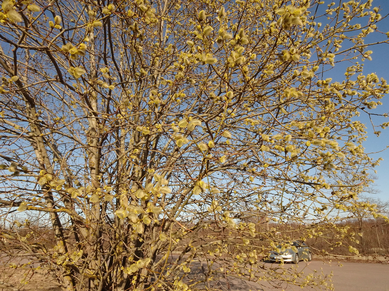 DSC00527