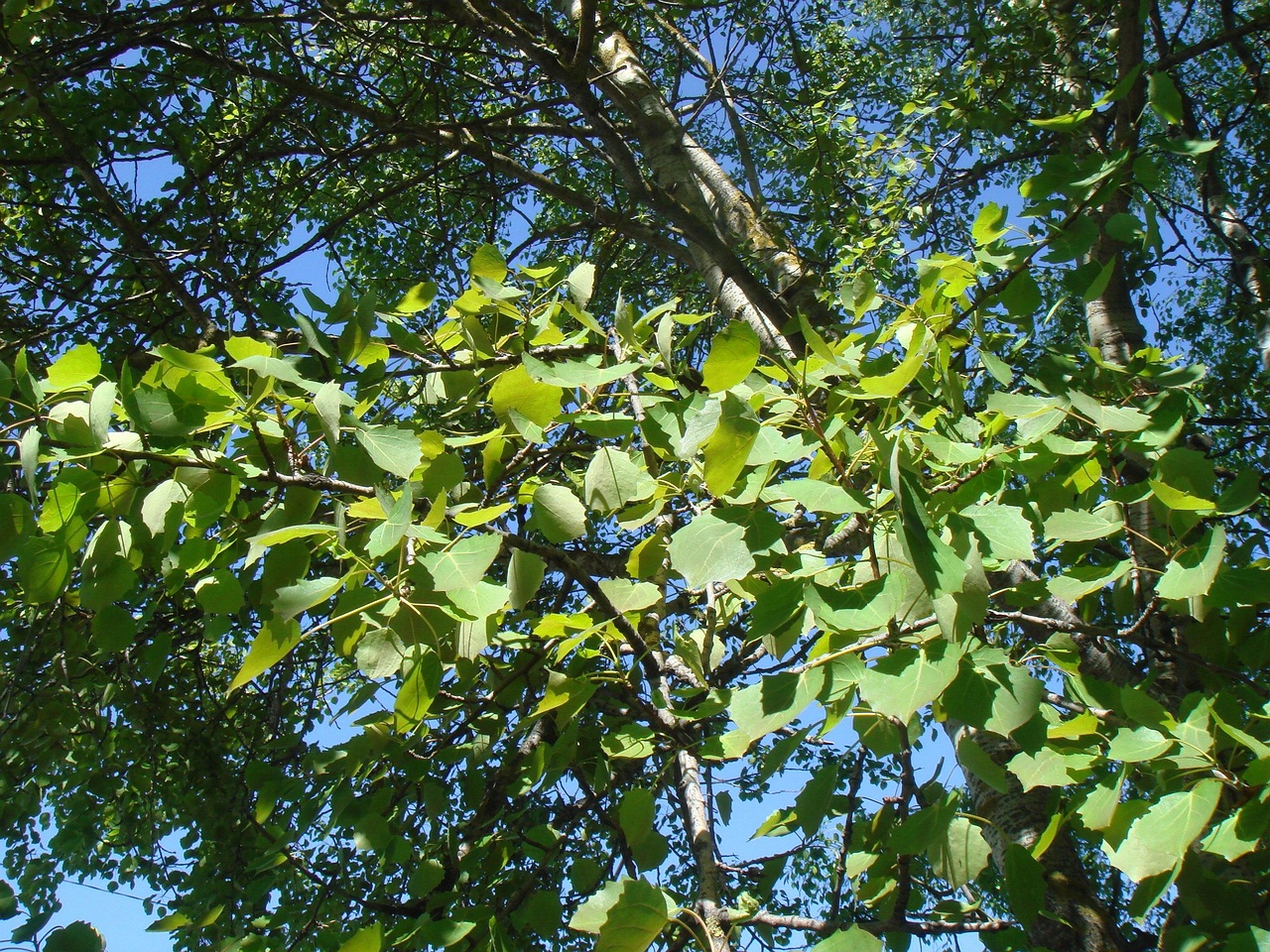 DSC00679