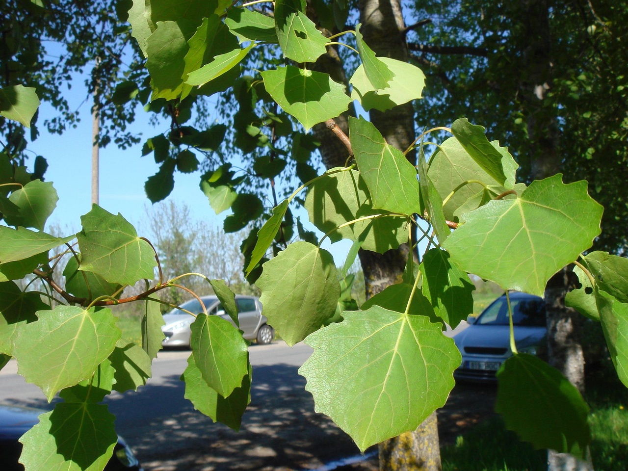 DSC00681