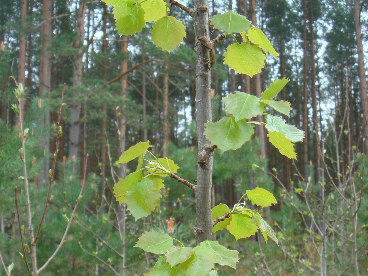 DSC07081
