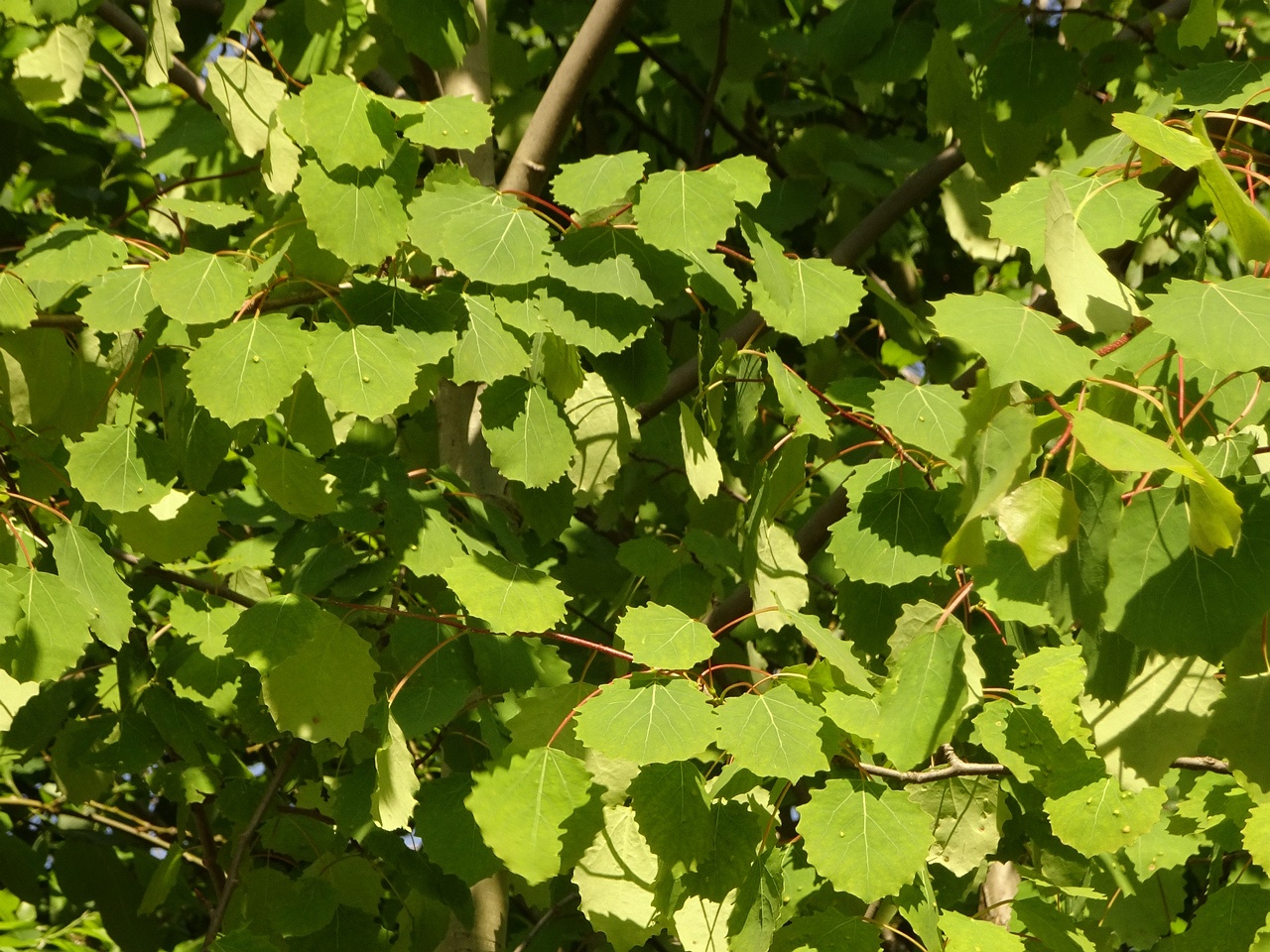 DSC08070