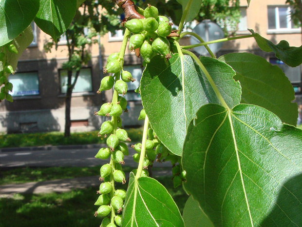 Тополь черный - Populus nigra