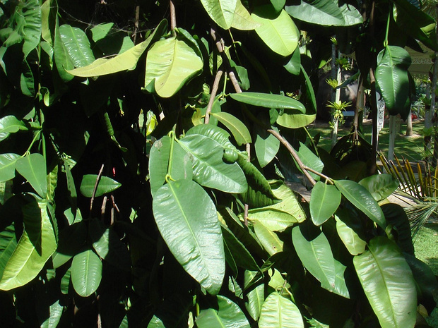 Гарциния подвесная - Garcinia cymosa var. pendula