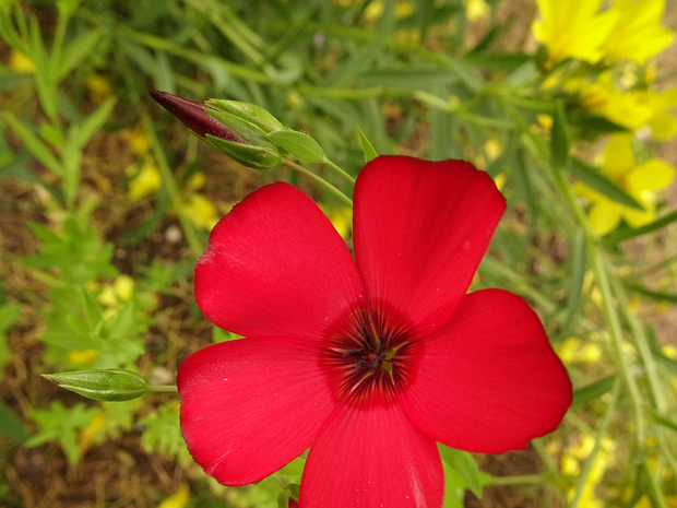 Лён крупноцветковый - Linum grandiflorum