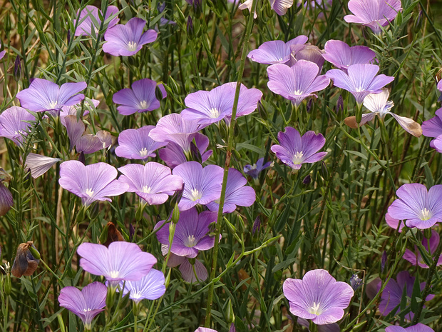 Льновые - Linaceae