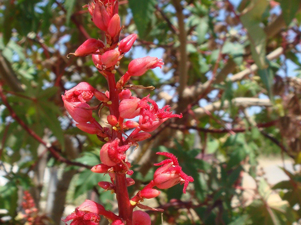 Клещевина обыкновенная - Ricinus communis