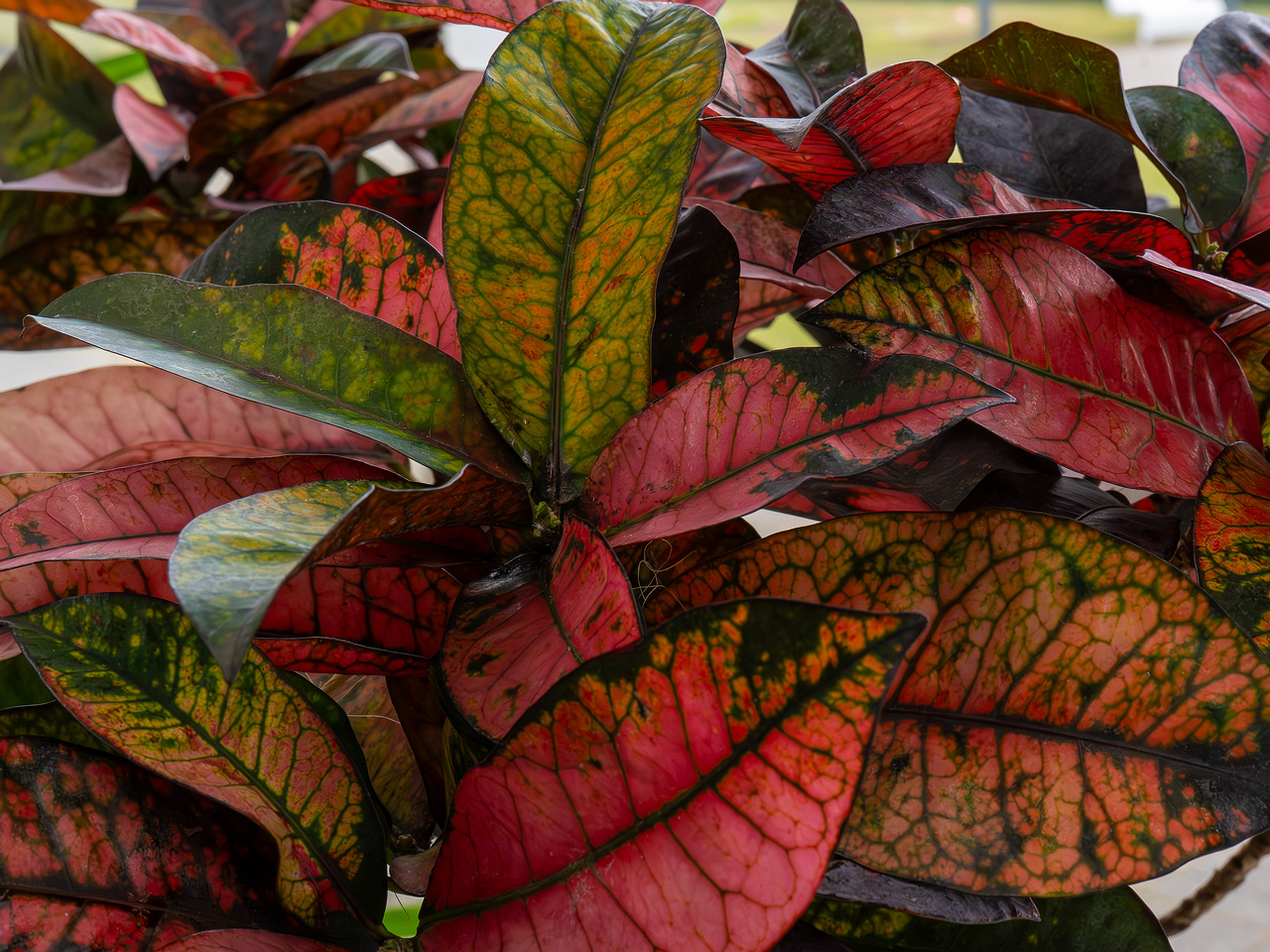 !Codiaeum variegatum _2025-04-12_1-2