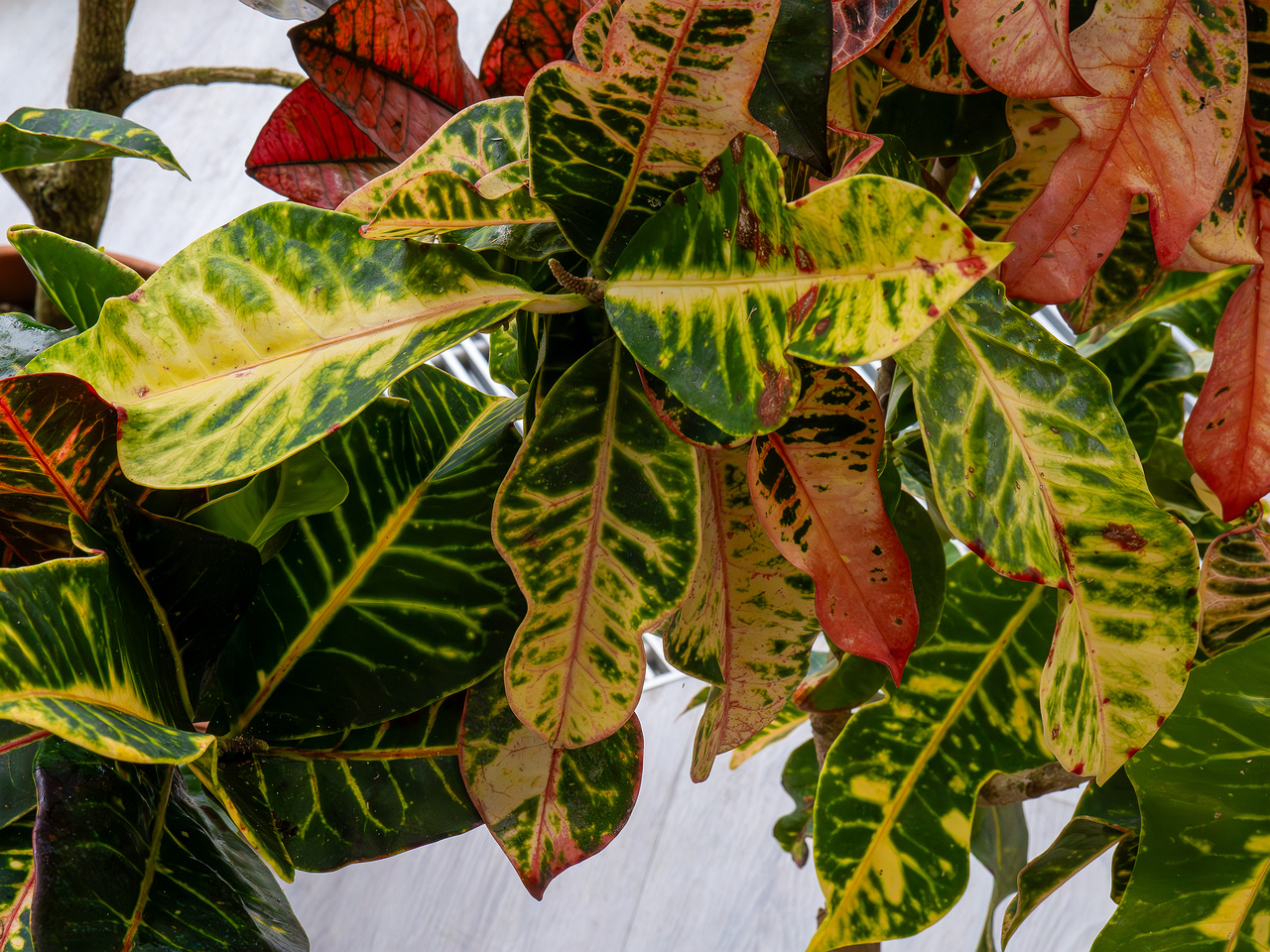 Codiaeum variegatum _2025-04-12_1-1