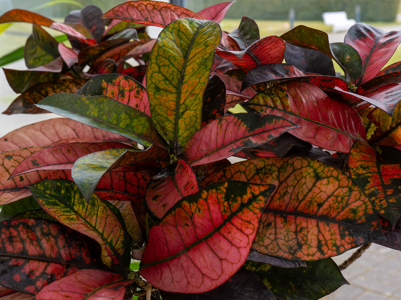 Codiaeum variegatum _2025-04-12_1-3