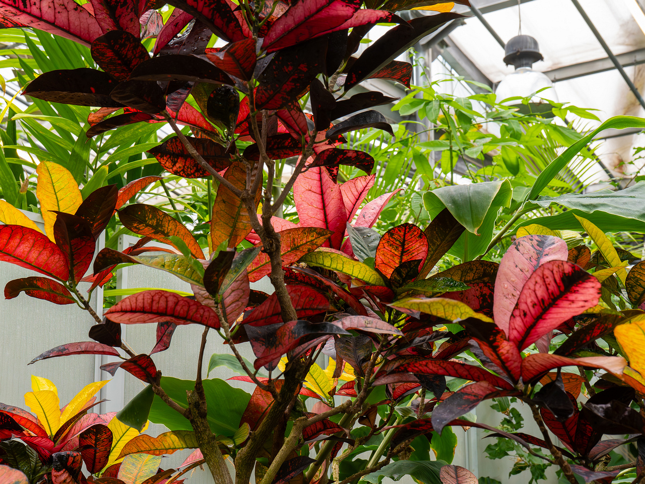 Codiaeum variegatum _2025-04-12_1-4