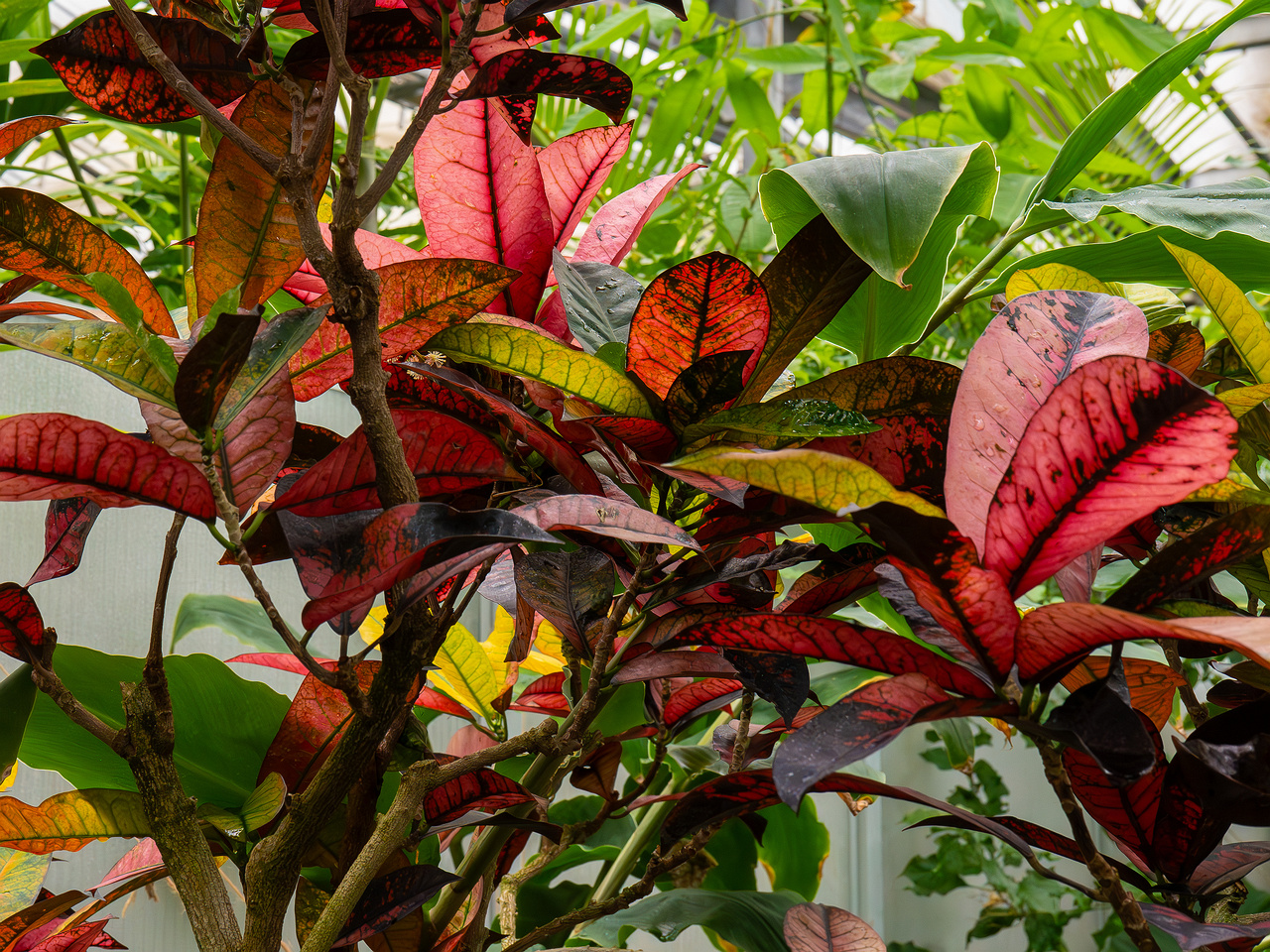 Codiaeum variegatum _2025-04-12_1-5