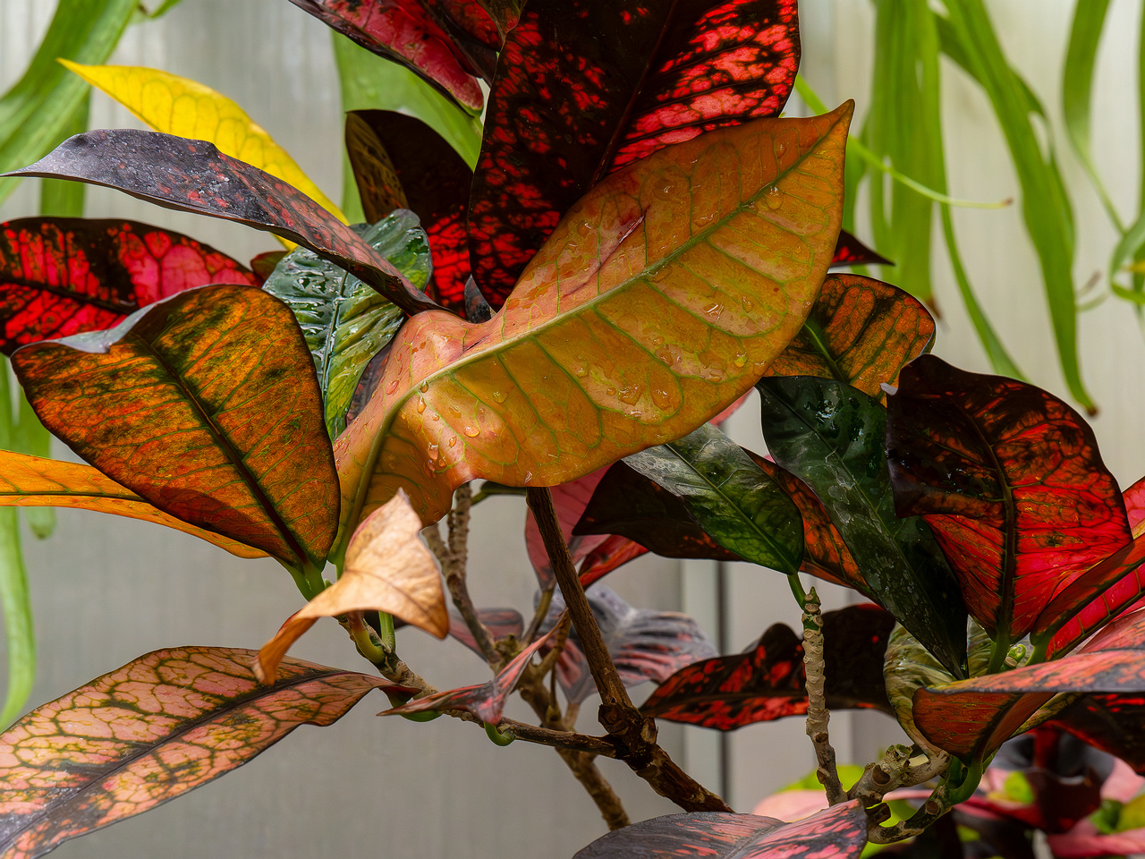 Codiaeum variegatum _2025-04-12_1-6