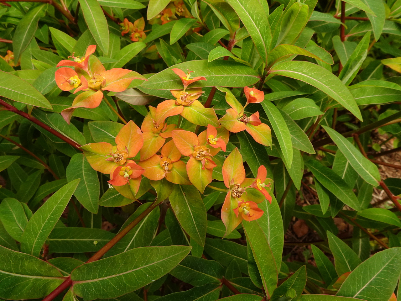 DSC02450