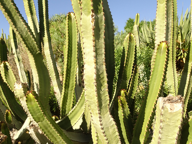 Молочай канарский - Euphorbia canariensis