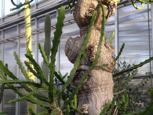 Молочай крупнозубчатый - Euphorbia grandidens