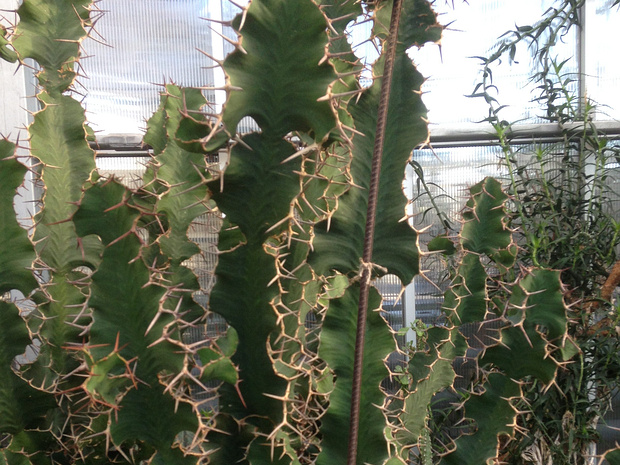 Молочай крупнорогий - Euphorbia grandicornis