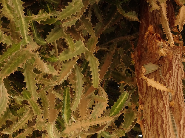 Молочай молочный - Euphorbia lactea