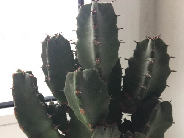 Молочай резинистый - Euphorbia resinifera