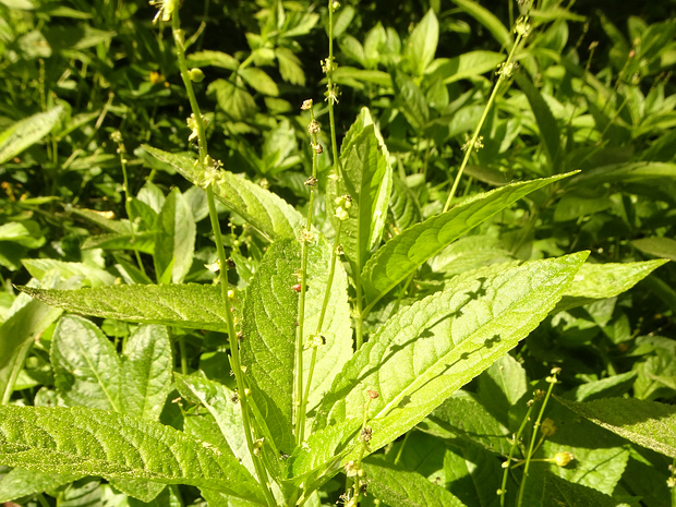 Пролесник многолетний - Mercurialis perennis