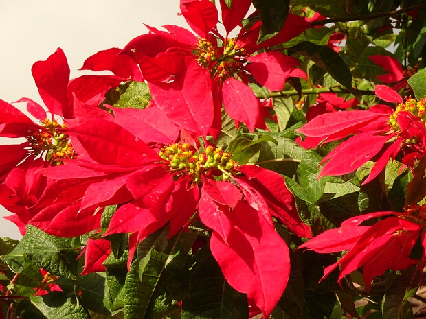 Молочай красивейший - Euphorbia pulcherrima