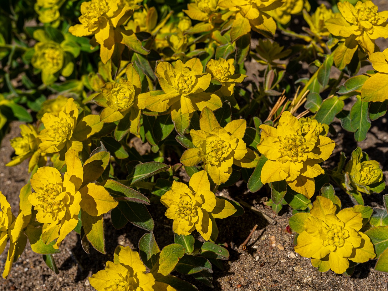 Молочай многоцветный - Euphorbia epithymoides