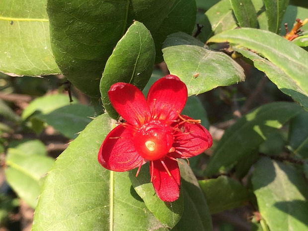 Охна цветковая - Ochna serrulata