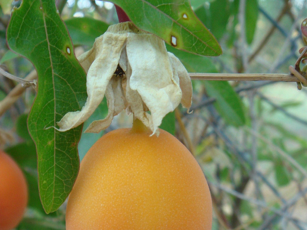 Страстоцвет съедобный - Passiflora edulis