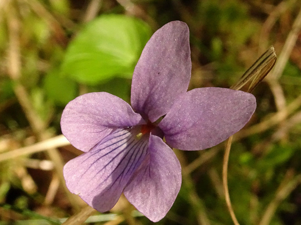 Фиалка Ривинуса - Viola riviniana