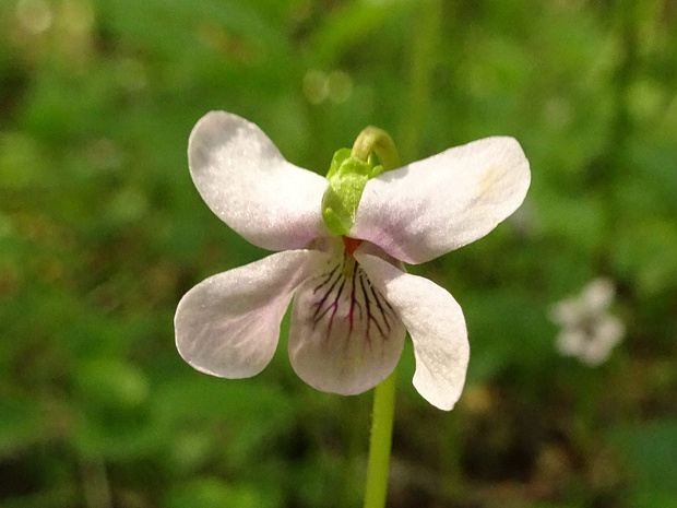 Фиалка болотная - Viola palustris