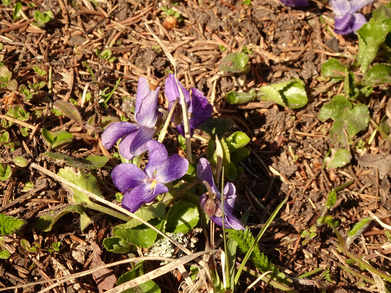 DSC00591