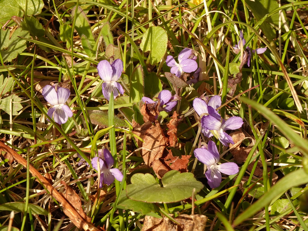 DSC00617