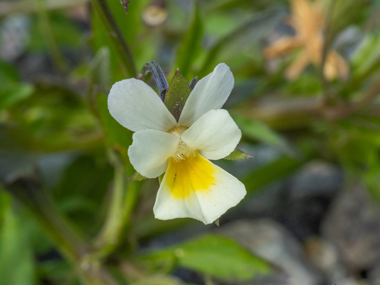 _d-terminal_sadam_tallinn-303421