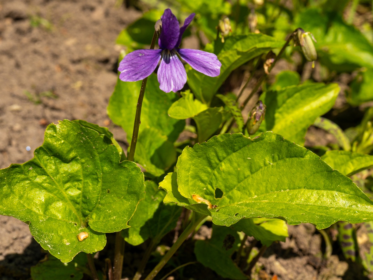 !Viola uliginosa _2025-06-01_1-3