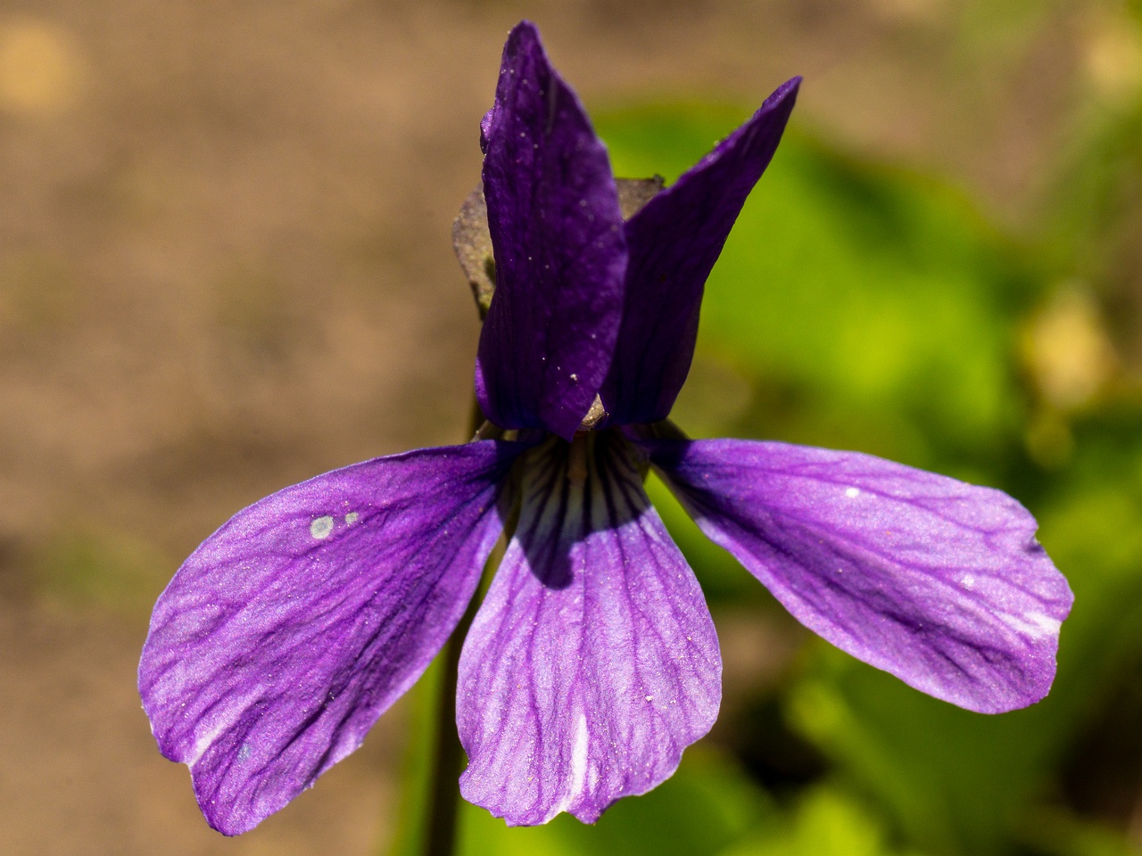 Viola uliginosa _2025-06-01_1-1