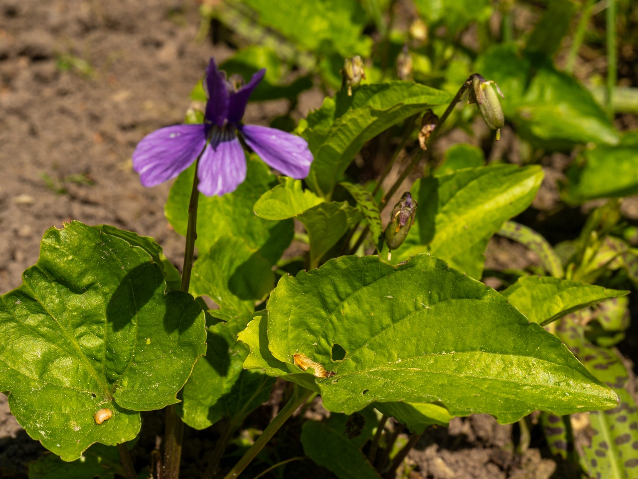 Viola uliginosa _2025-06-01_1-2