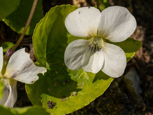 Фиалка сестринская 'Белоцветная' - Viola sororia 'Albiflora'