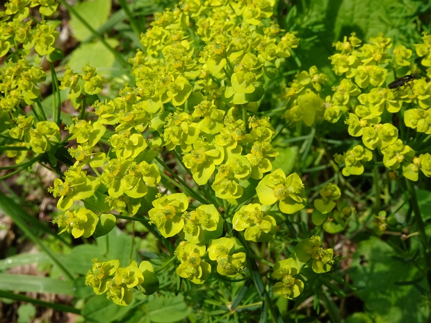 Молочайные - Euphorbiaceae The Euphorbiaceae, the spurge family, is a large family of flowering plants. In common English, they are sometimes...