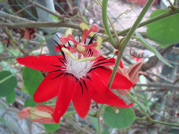 Страстоцветные - Passifloraceae The Passifloraceae are a family of flowering plants, containing about 750 species classified in around 27 genera. They...