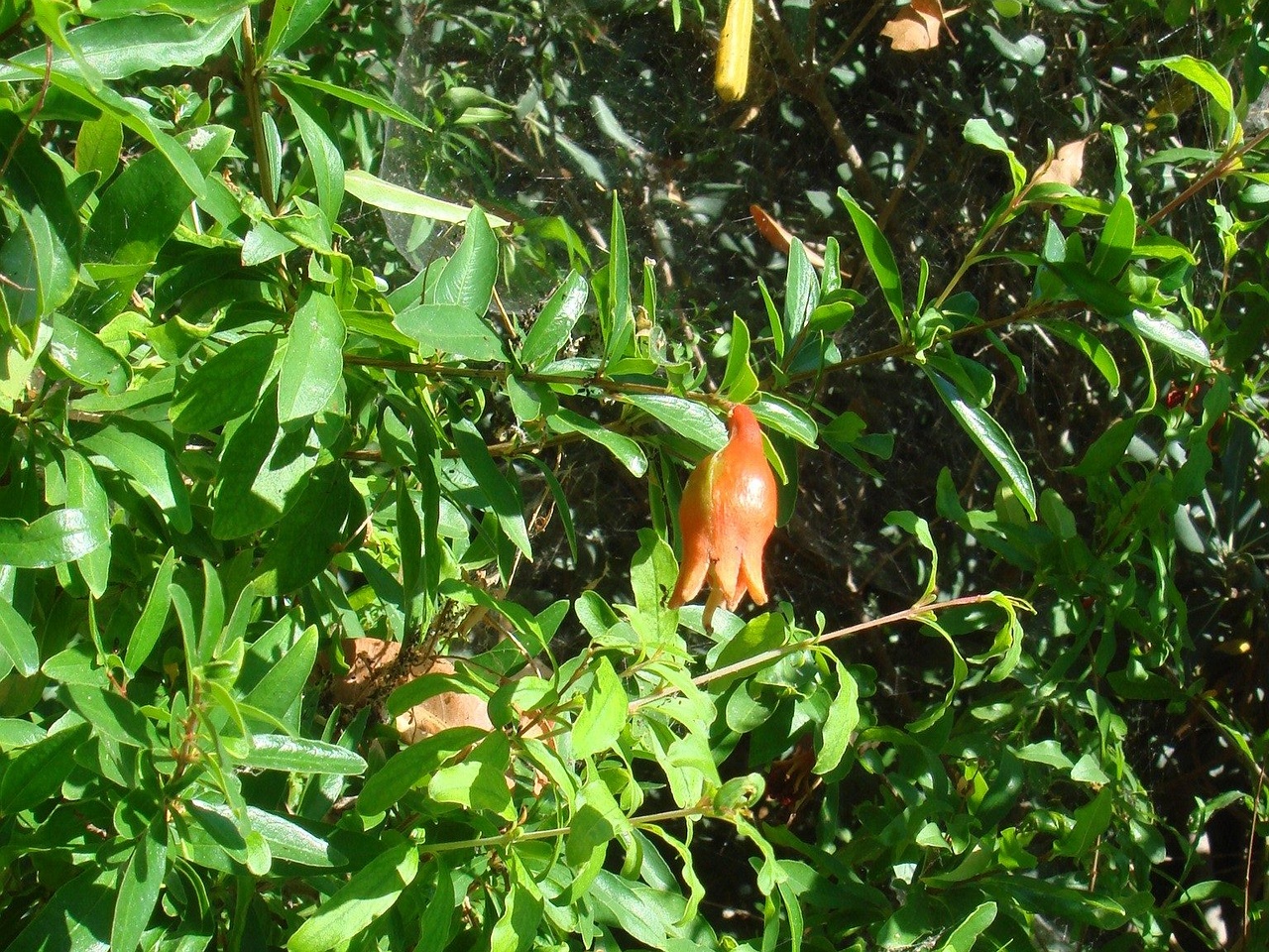 DSC02510