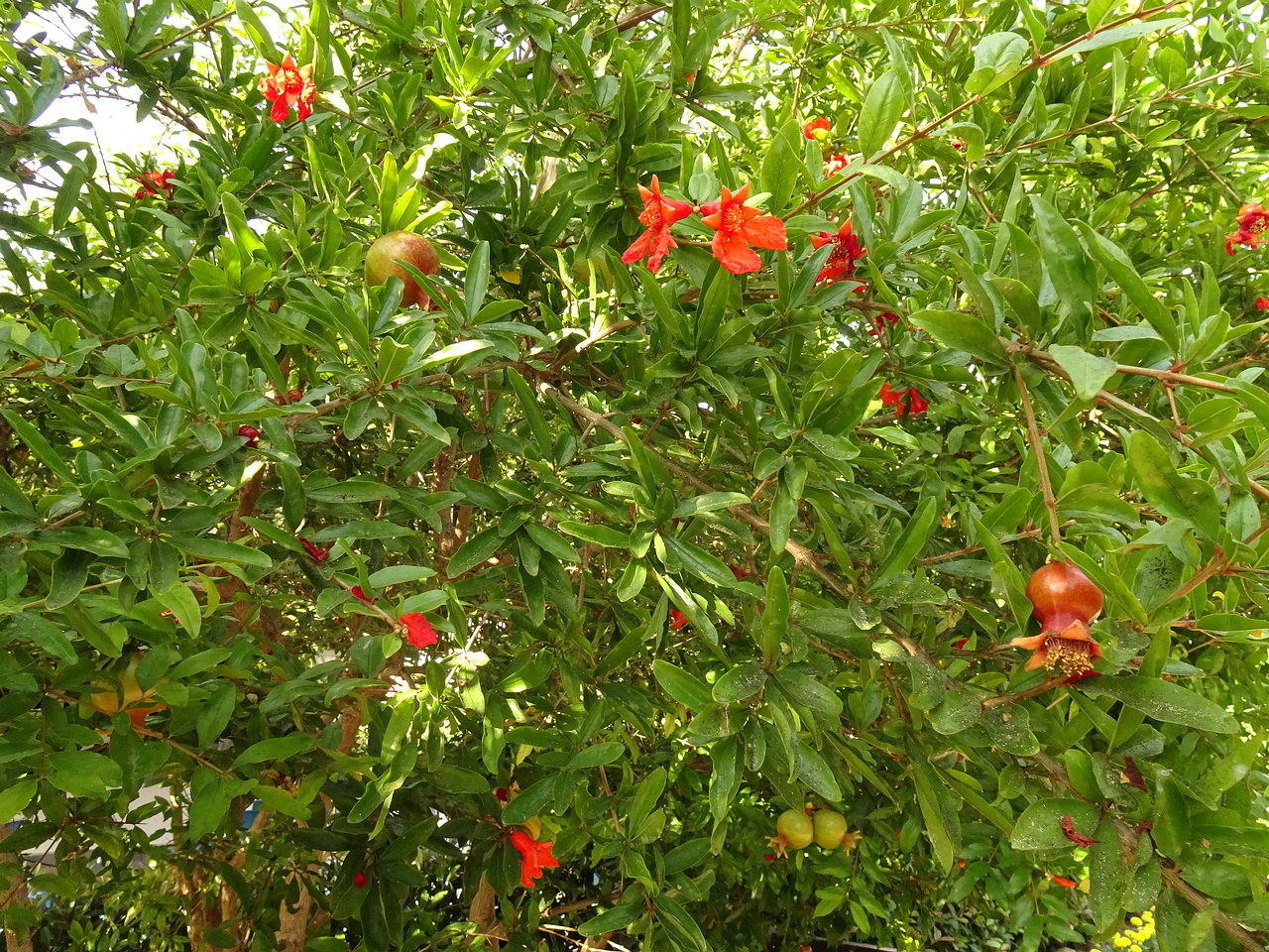 DSC03372