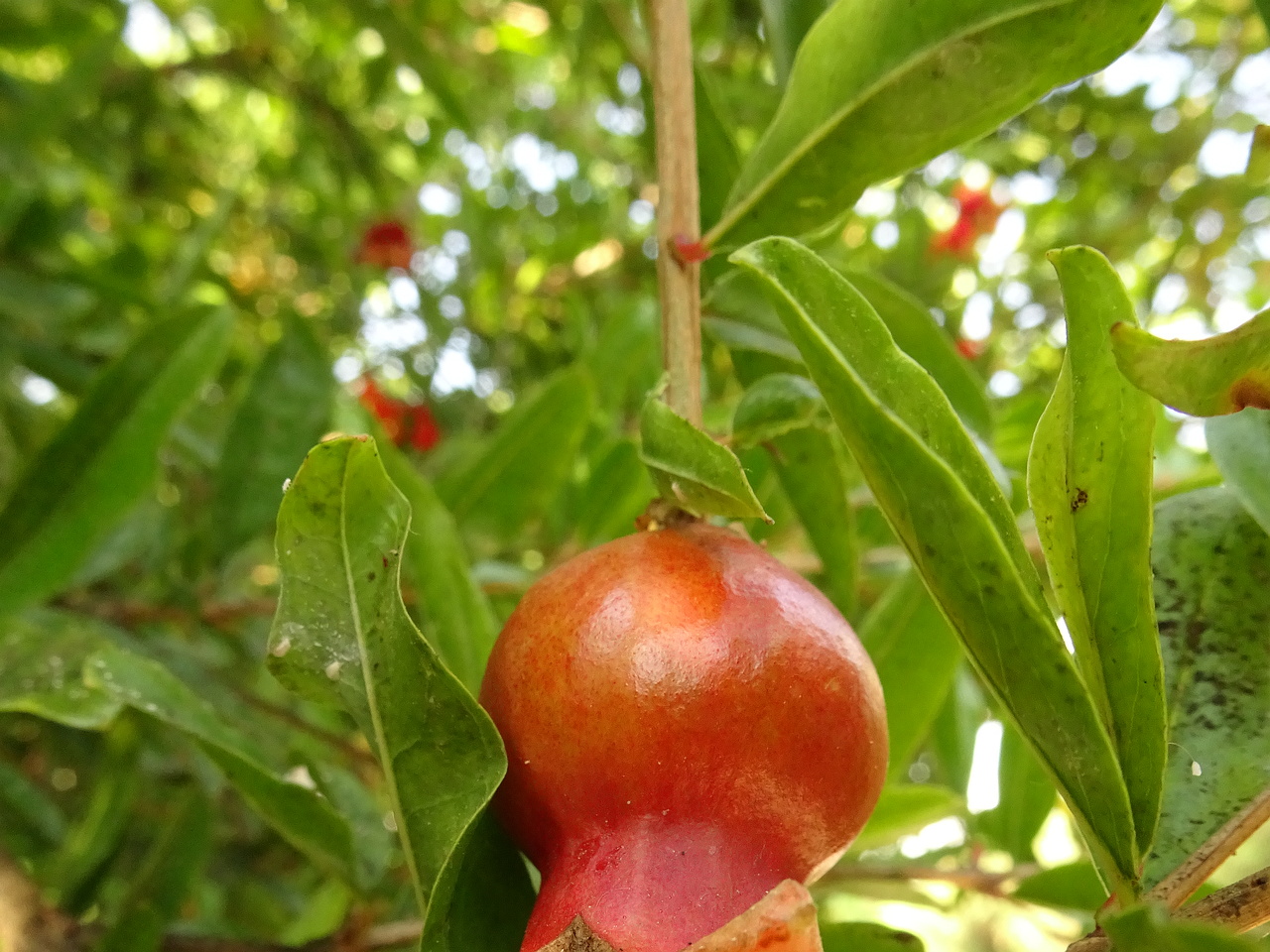 DSC03374
