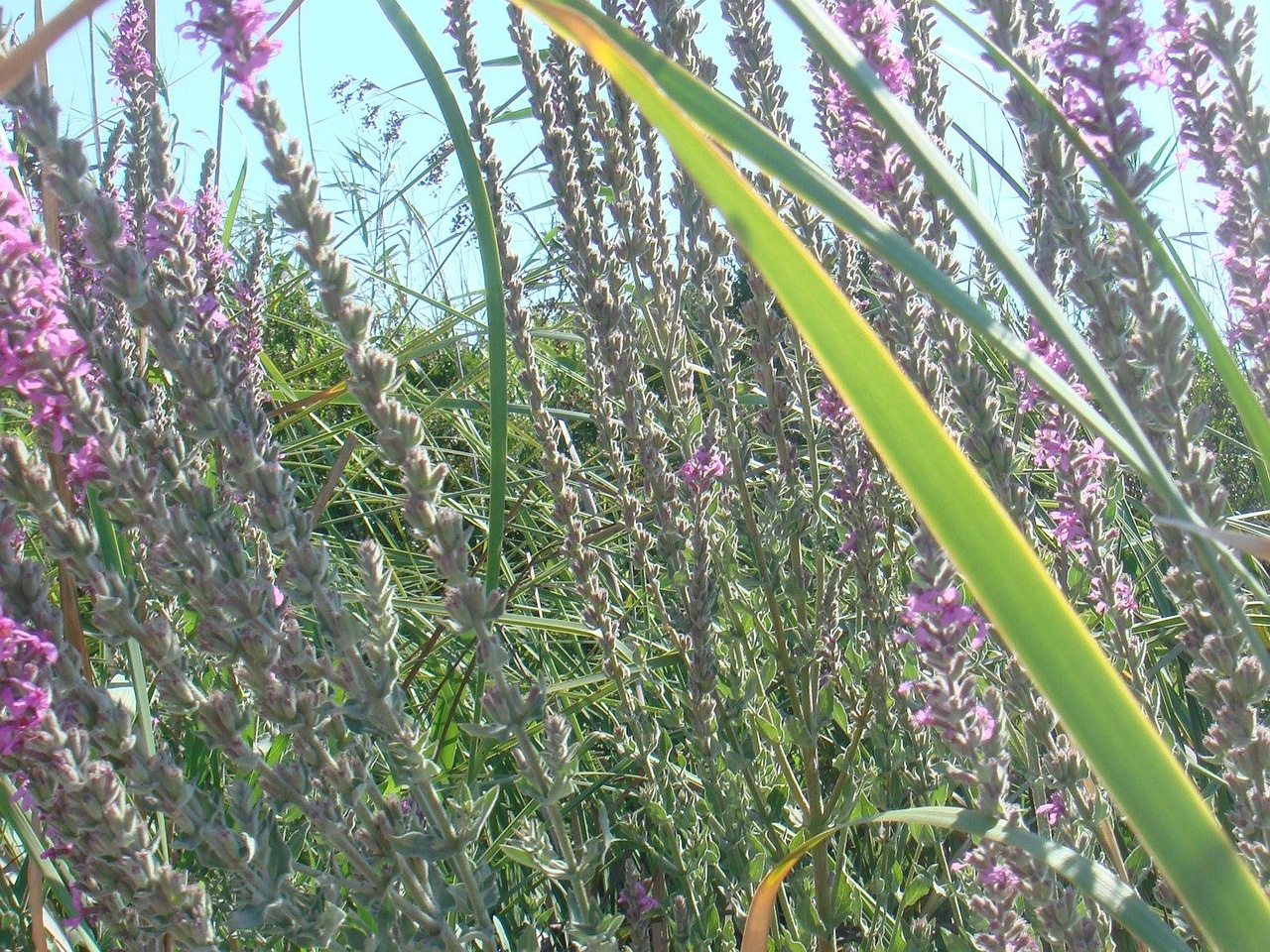 DSC02638