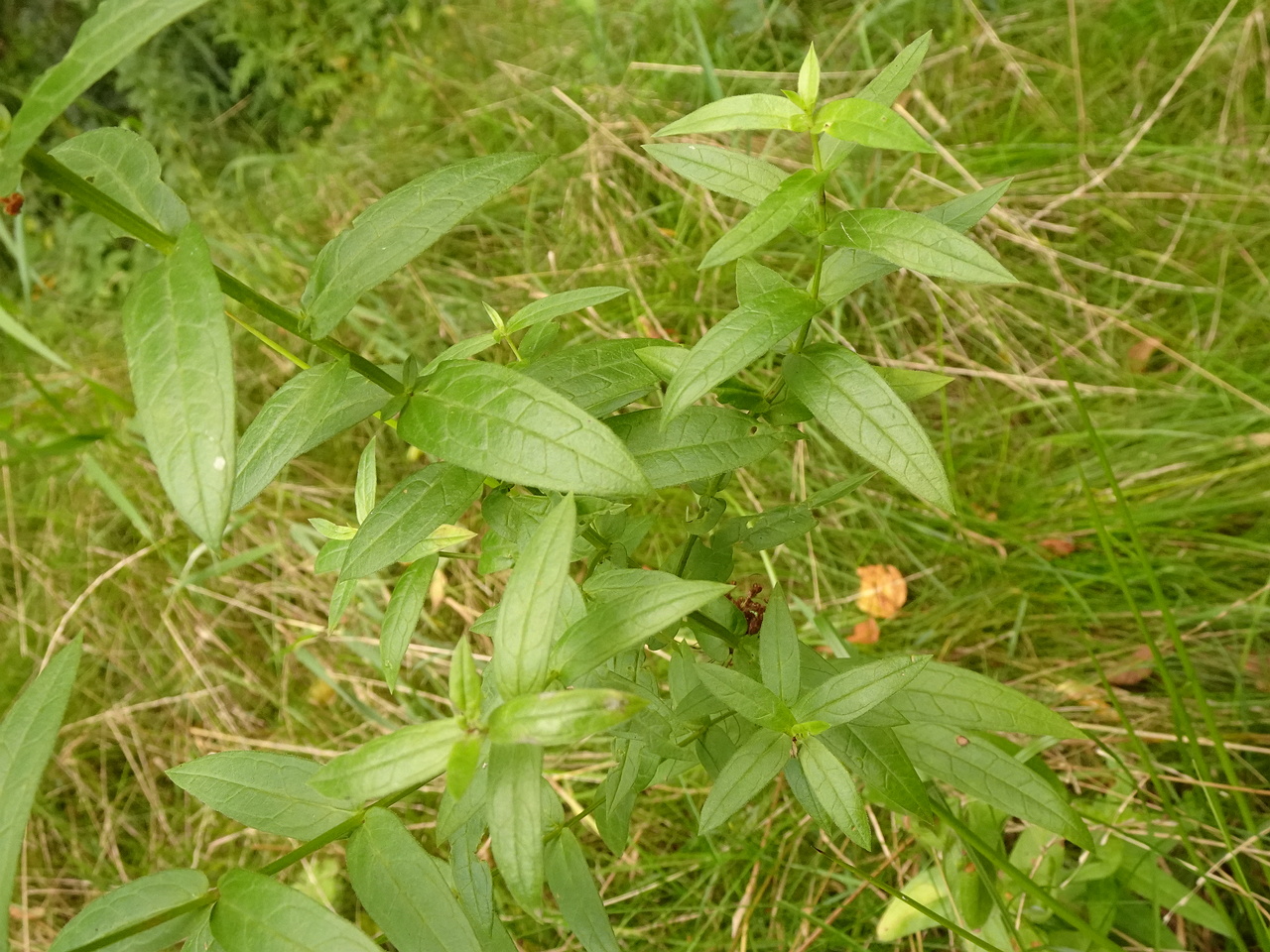 DSC05637