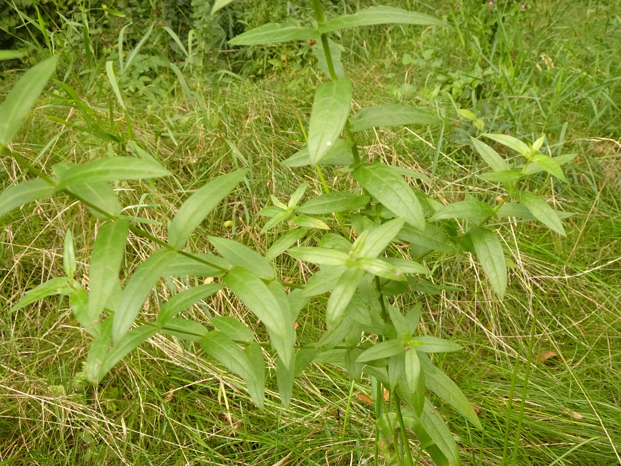 DSC05638