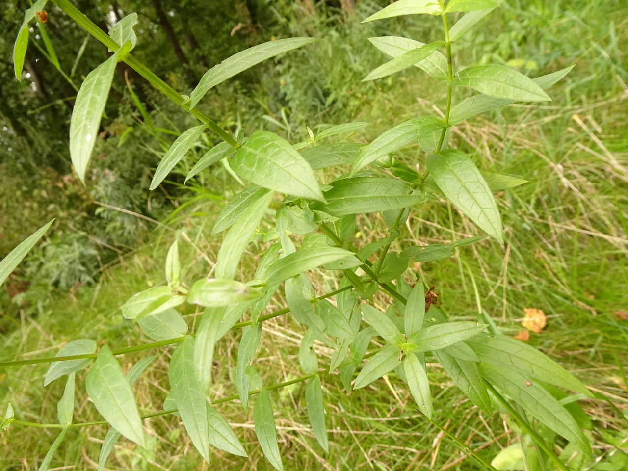 DSC05639