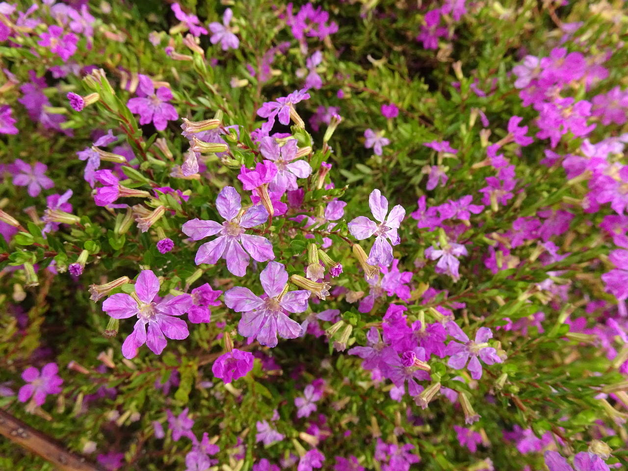 0DSC07253