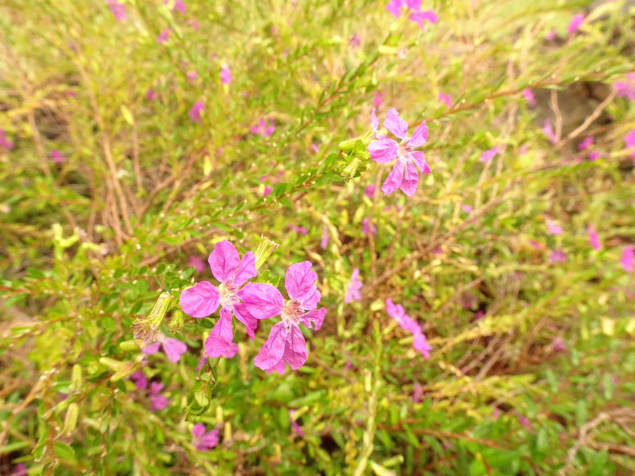 DSC07143